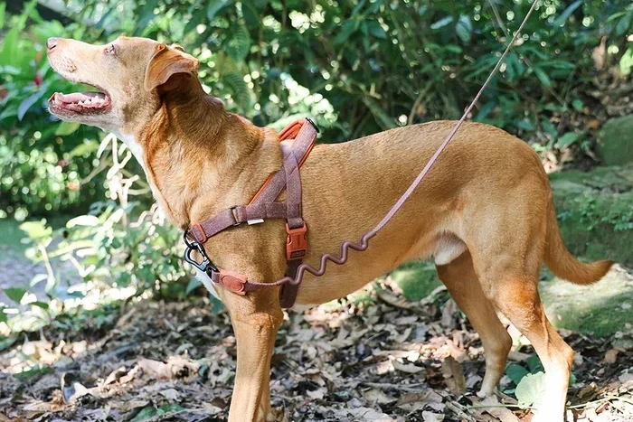 Best Dog Harness UK