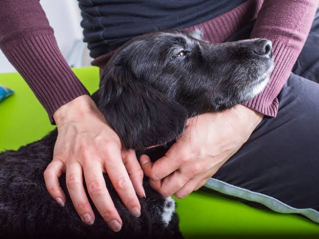 Paracetamol Dogs Dosage Chart