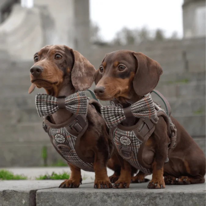 large rugs for living room Best Dog Harness UK